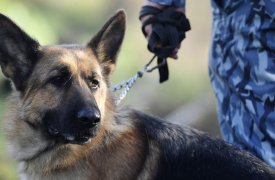 Зареченскую автостанцию оцепили из-за подозрительного пакета