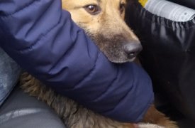 В Новомосковске волонтеры спасли собаку, упавшую в водный отстойник