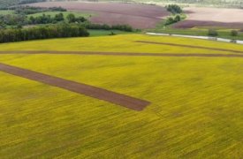 Огромная буква Z появилась на рапсовом поле в Заокском районе Тульской области