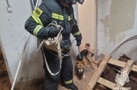 В Одоеве сотрудники МЧС вытащили собаку из подвала