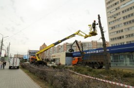 Туи, ивы, можжевельник и спирею высадят на пересечении ул. Советской и Красноармейского проспекта в Туле  