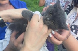 Медики тульской больницы спасли с дерева котенка 