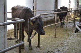 Серьезные нарушения в содержании скота выявили в Ефремовском районе Тульской области