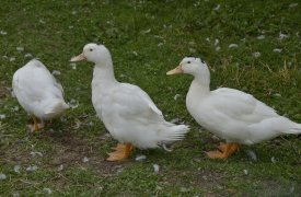 У птицевода из Тульской области выявили антисанитарию в курятнике