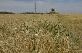Заброшенные сельхозугодья обернулись штрафом для тульского агрария