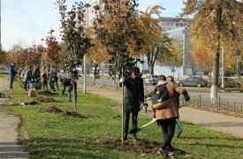 В центре Тулы высадили красные клёны