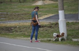 В Туле утвердили разрешенные места для выгула собак: список адресов