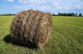 10 июля туляки празднуют день Самсона Сеногноя: какие народные традиции сохранились по сей день