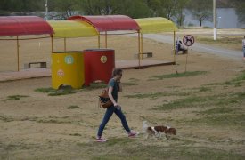 Владельцев собак, незаконно выгуливающих своих питомцев в парках Тулы, будут штрафовать
