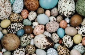 Тульский экзотариум приглашает на «Ночь музеев»
