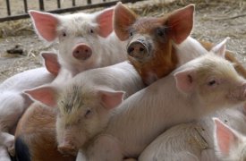 Меры по борьбе с заболеваниями животных обсудили в Туле