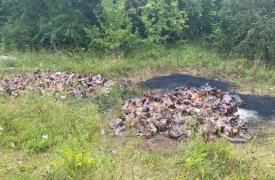 В Тульской области нашли свалку сожженных свиных голов: их проверят на африканскую чуму свиней