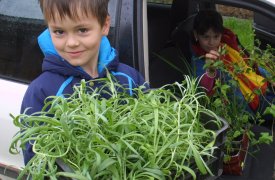 Август: на тульском огороде время сеять сидераты