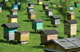 В Тульской области вновь фиксируется массовая гибель пчел