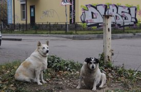 Администрацию Новомосковска оштрафовали за нападение бродячих собак на детей