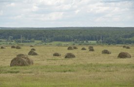 Россельхознадзор наказал собственника заброшенного участка в Тульской области