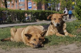 В Ленинском районе Тулы ввели карантин из-за вспышки бешенства