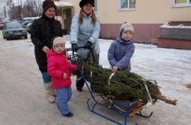 В Туле начали работу 32 елочных базара