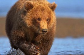 Тулякам расскажут, кто в тайге хозяин!